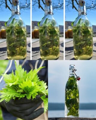 Nettle in ALCOHOL is stronger than any medicine, my grandfather used to say: remember this recipe for life!