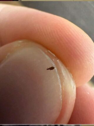 Bug found in my friends hair. What is it? (Please tell me it’s not the L word)