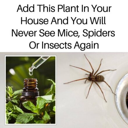 Plants That Protect Your Home