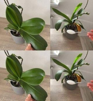 Orchids: Just 1 tablespoon and they will bloom non-stop – a powerful fertilizer