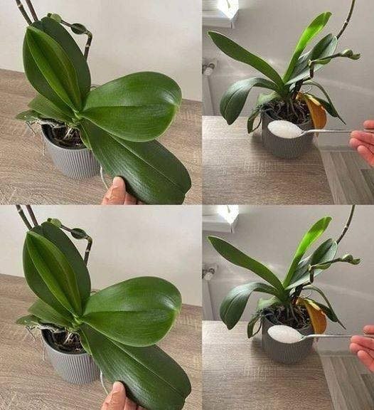 Orchids: Just 1 tablespoon and they will bloom non-stop – a powerful fertilizer