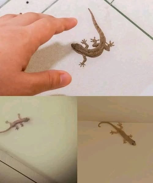 Did you know: When a lizard visits your house, it’s a sign… See more