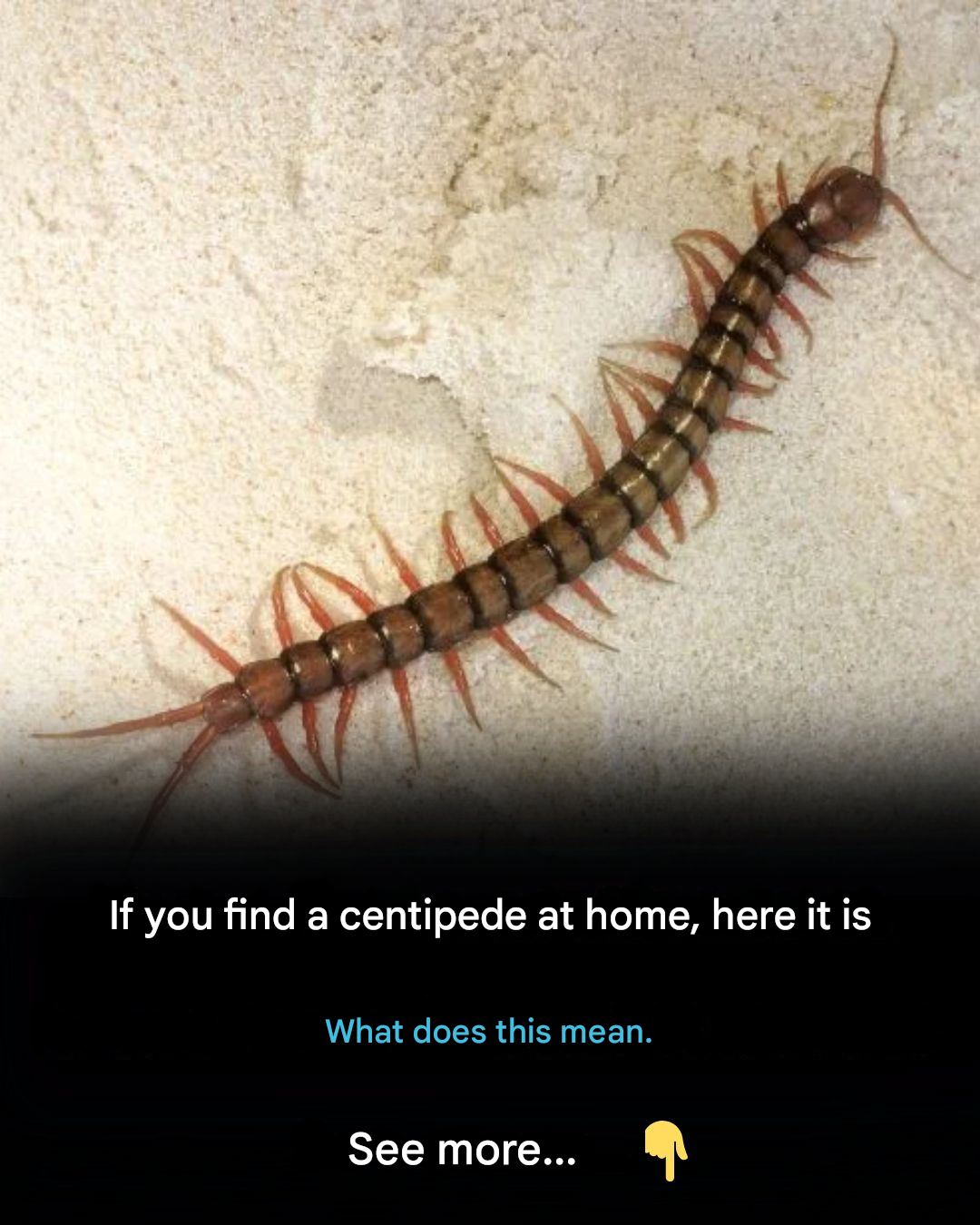 If you find a centipede at home, here’s what it means…