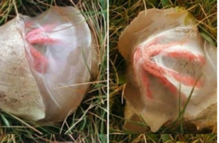 I Smelled Something Strange in My Garden — What I Found Taught Me a Quiet Lesson