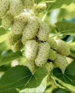 I don’t know what kind of fruit this is, I’m seeing it for the first time