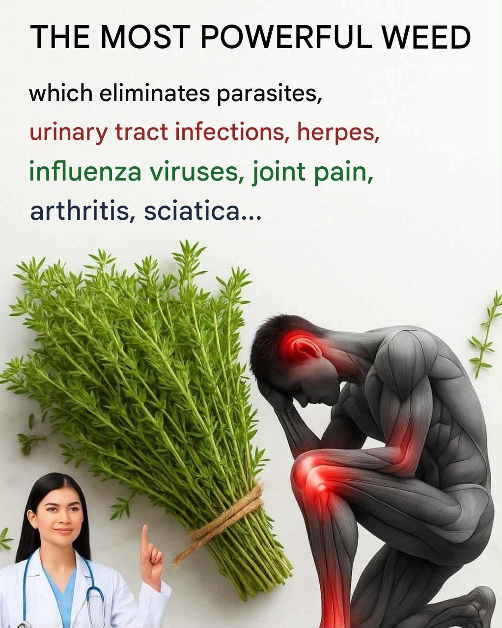 Thyme: an herb with many beneficial properties