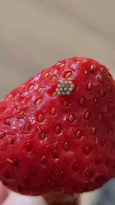 # I soaked my berries in salt water and saw these white wiggling things come out. Should I just throw them away?