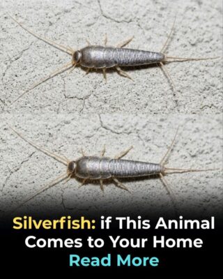 Silverfish: if This Animal Comes to Your Home…