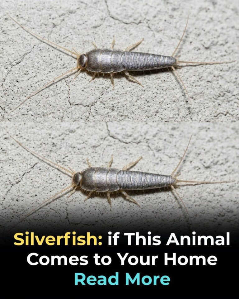 Silverfish: if This Animal Comes to Your Home…