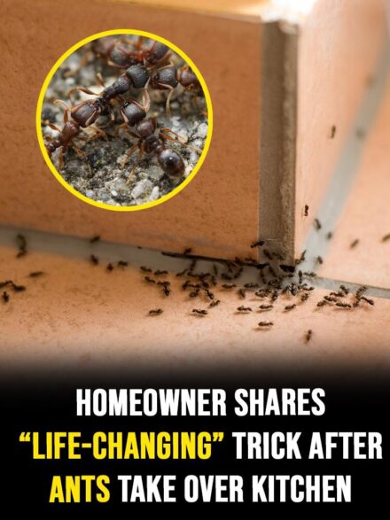 Say goodbye to ants overnight with this clever household hack