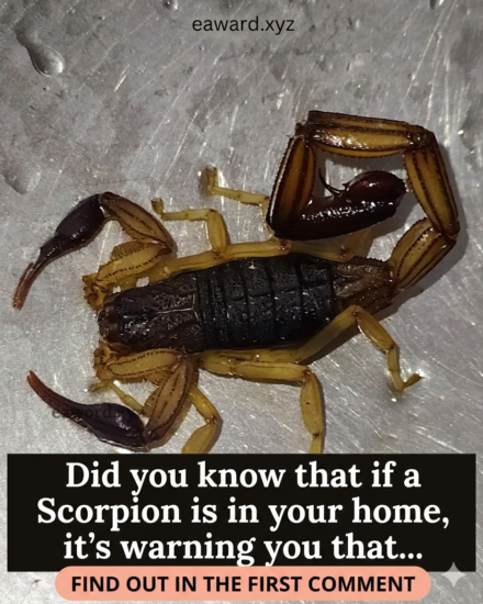 Did you know that if a SCORPION comes into your home, it’s warning you that… See more